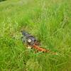 cadet in tall grass