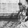 The%20Greenhouse%20-%20PHSW.jpg