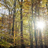 Trees in a forrest