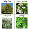 Tree Species Chart