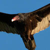 Turkey%20Vulture%20in%20flight.jpg