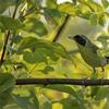Wissahickon Waterfowl Preserve