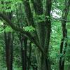 Woodland%20and%20Ground%20Cover%20Garden_Summer_Photo%20K%20Salisbury.JPG