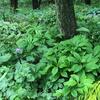 Woodland%20and%20Ground%20Cover%20Garden_Summer_Photo%20K%20Salisbury_0.JPG