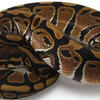 A Ball Python