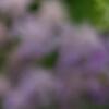 purple.jpg
