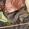 A small tan and brown patterned snake sits in a mesh net among some dried leaves and seeds from a dark colored berry.