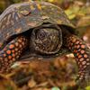 A turtle with orange-spotted legs and a dark brown shell patterned with light orange markings is held up toward the camera.