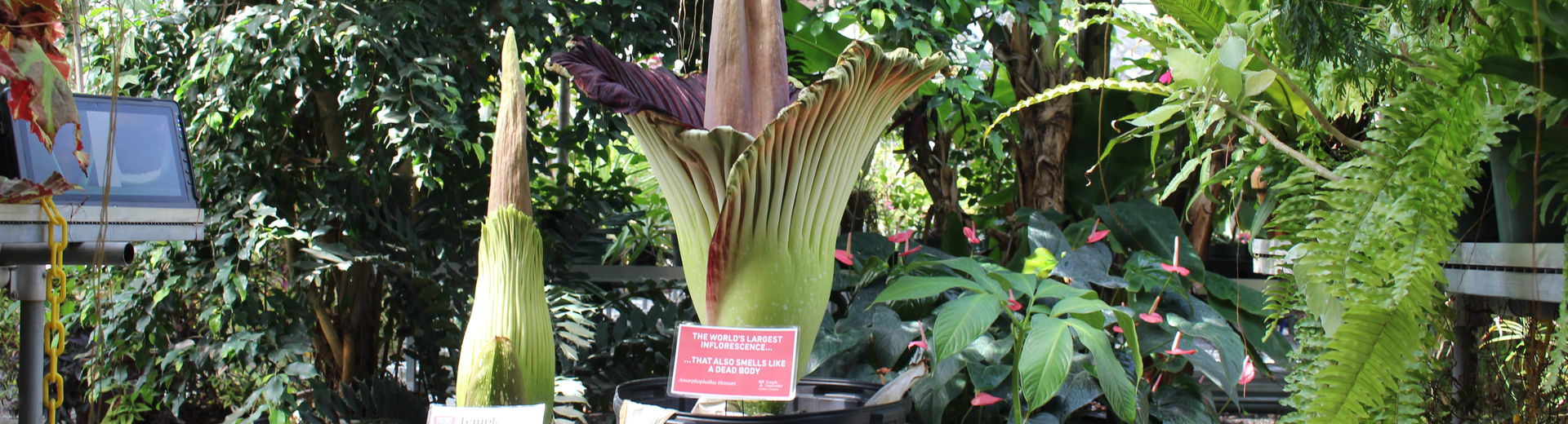 Two corpse flowers bloomed at Temple University Ambler