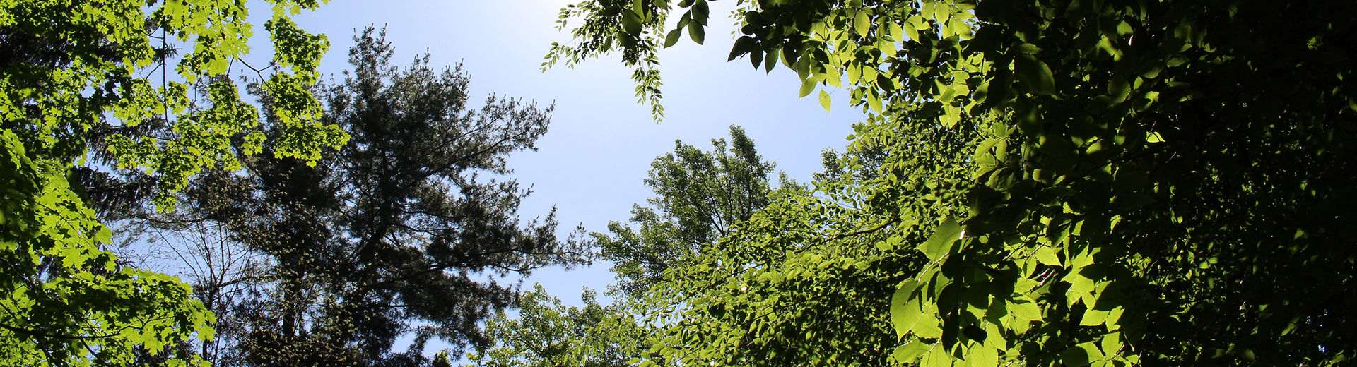 A canopy of trees in the Ambler Arboretum