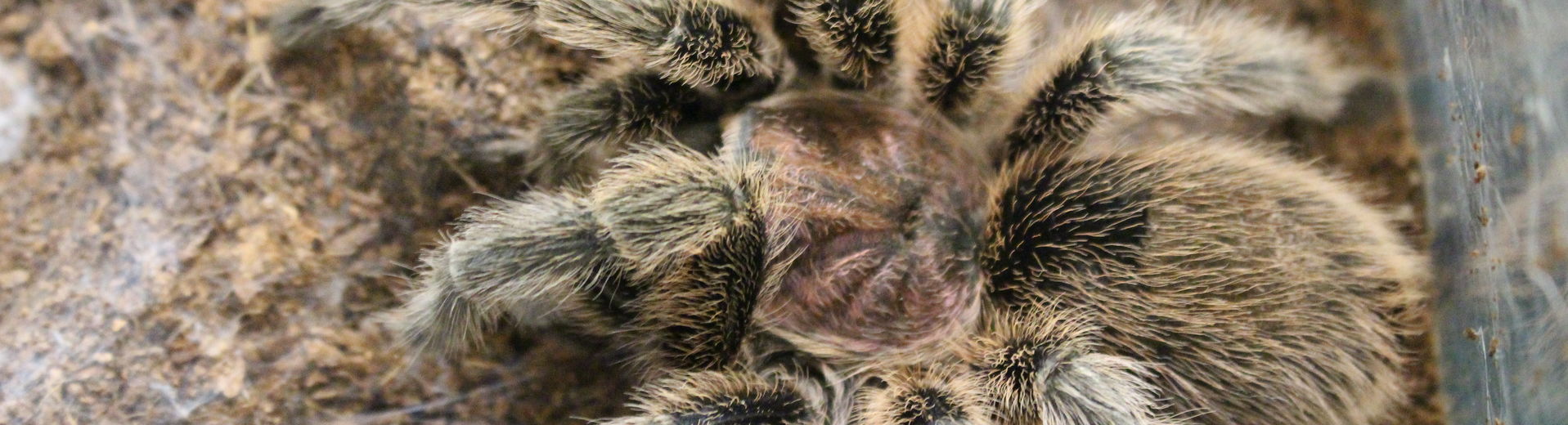 A large tarantula