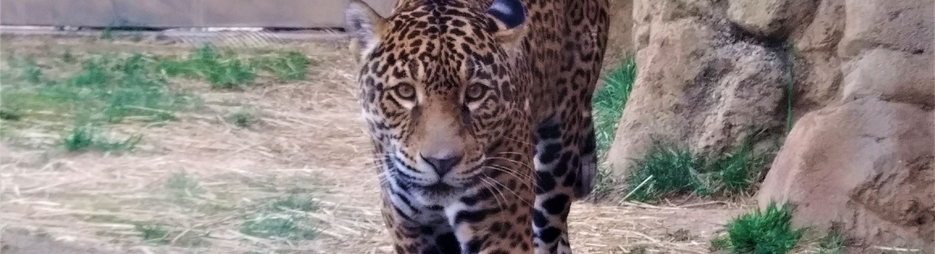 Jaguar, Inka, in the Elmwood Park Zoo