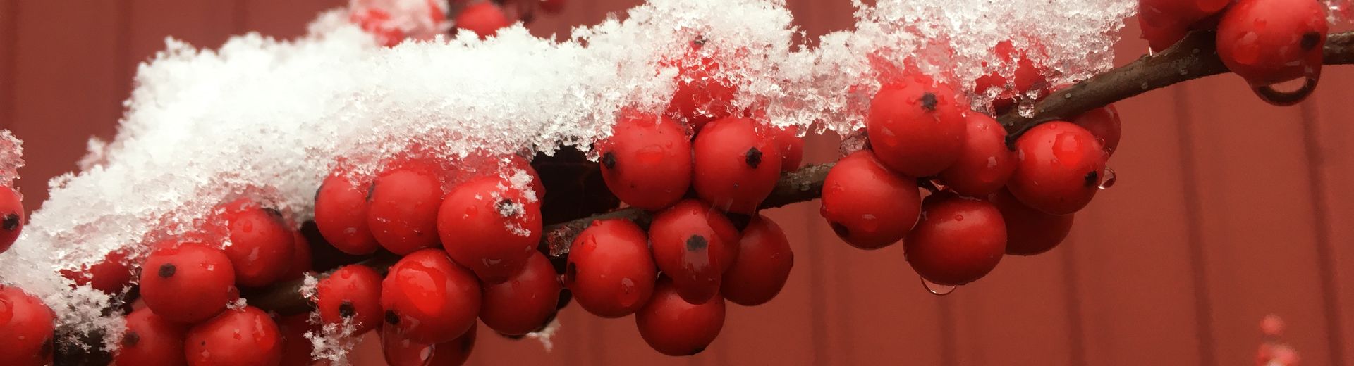 snow on some berries