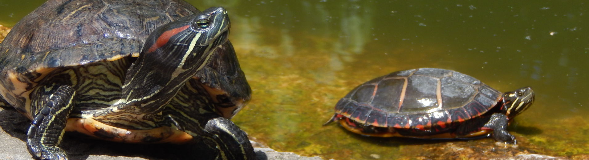 turtles laying in shallow water