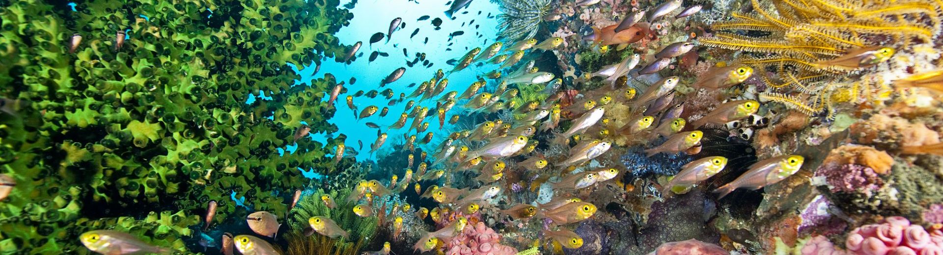 fish schooling under water near coral reefs