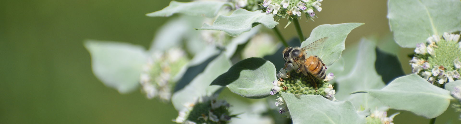 Mountain Mint with a bee on one of the flowers