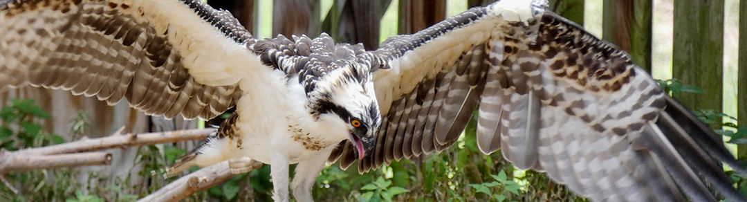 An osprey with a fish