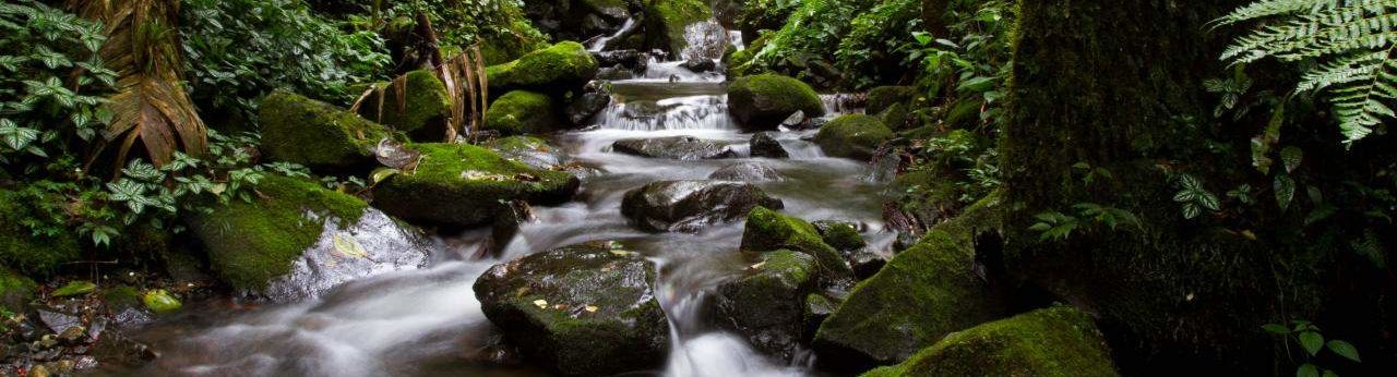 A stream in a rain forest.