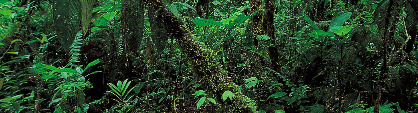 A rainforest, densely packed trees and foliage