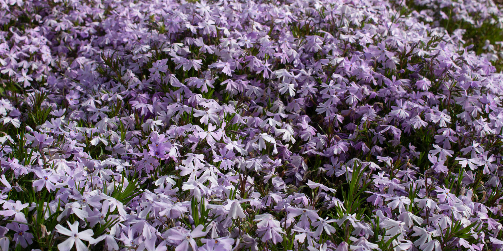 Ground Cover with purple flowers