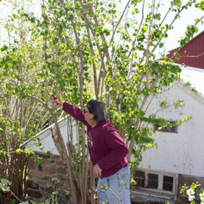Volunteering in the Ambler Arboretum