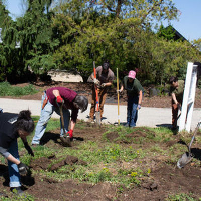 Volunteering in the Ambler Arboretum