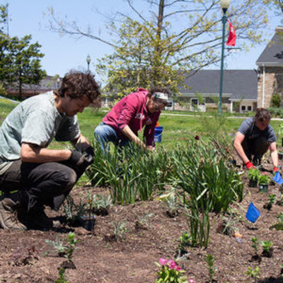 Volunteering in the Ambler Arboretum