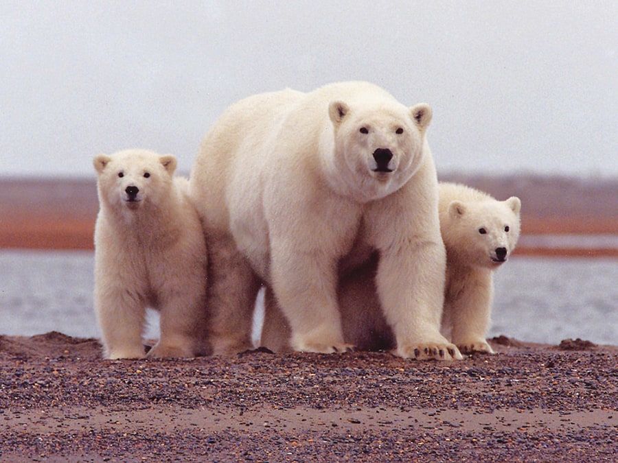 A polar bear and two cubs standing on a shoreline