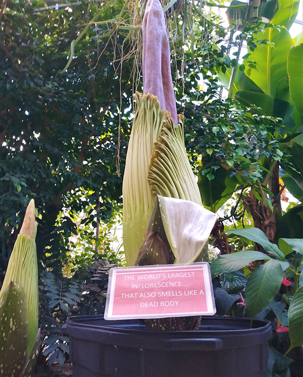 Corpse flowers at Temple Ambler.
