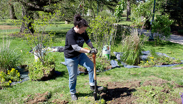 Planting Trees in the Ambler Arboretum