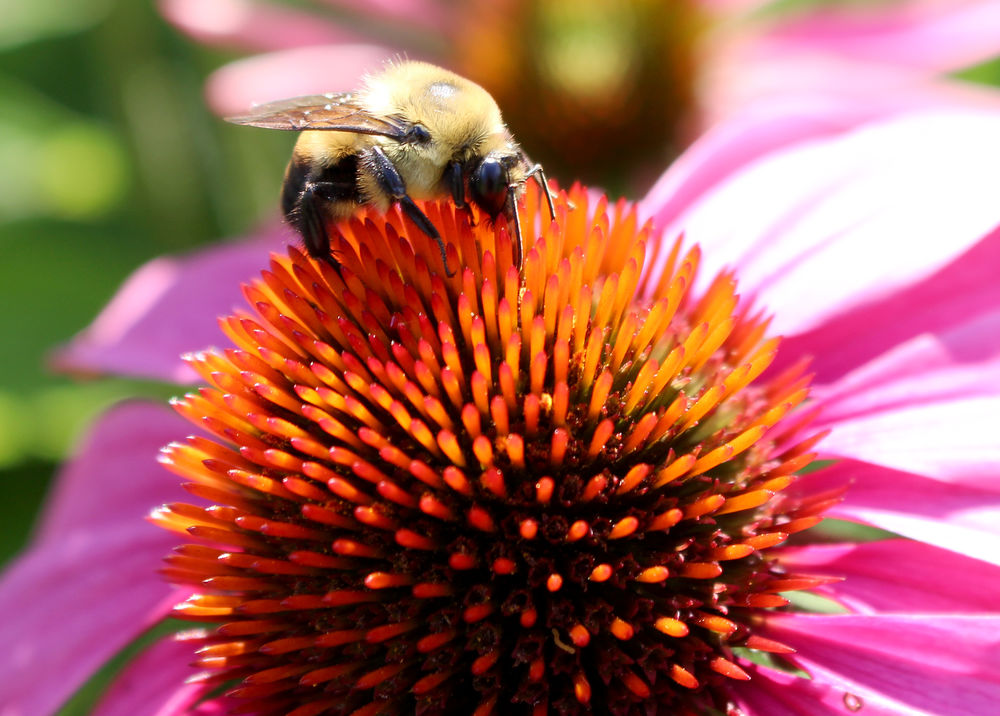 Bee on a flower.