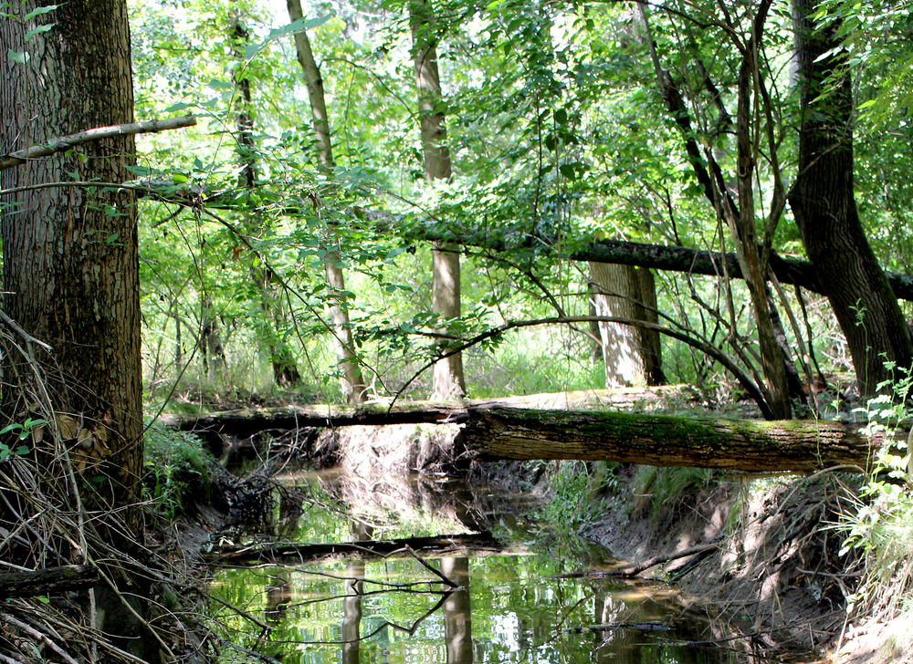 a creek going through a forest, with trees fallen across the creek.