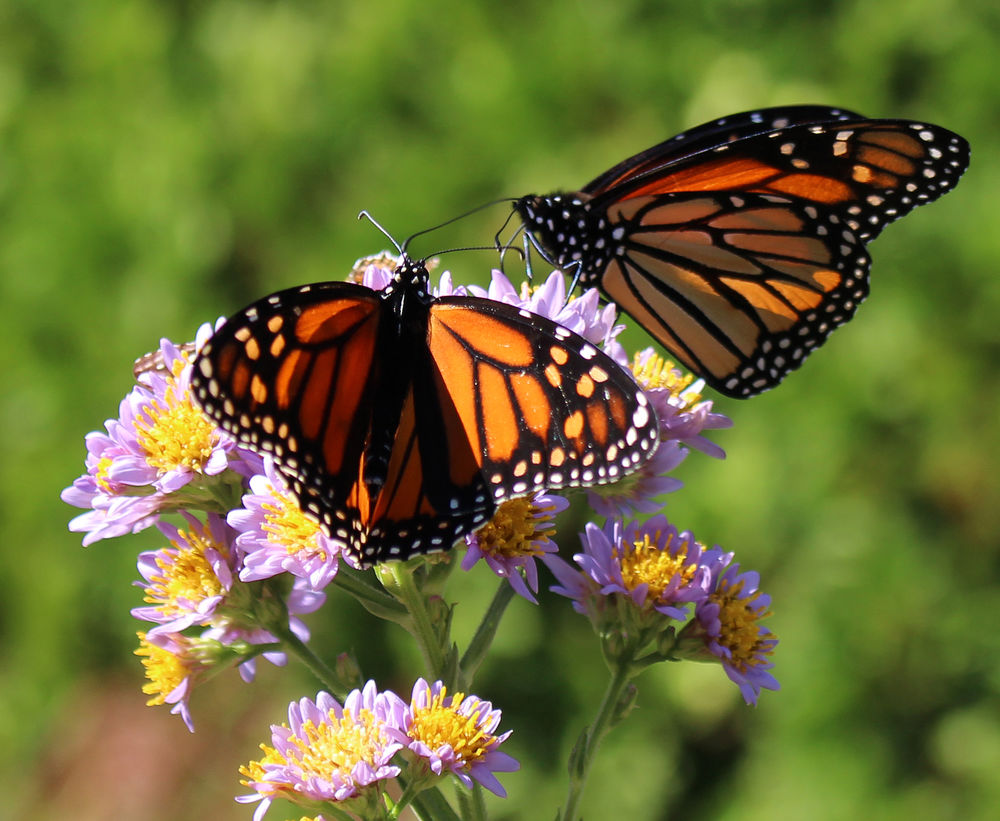 monarch butterflies on a flower