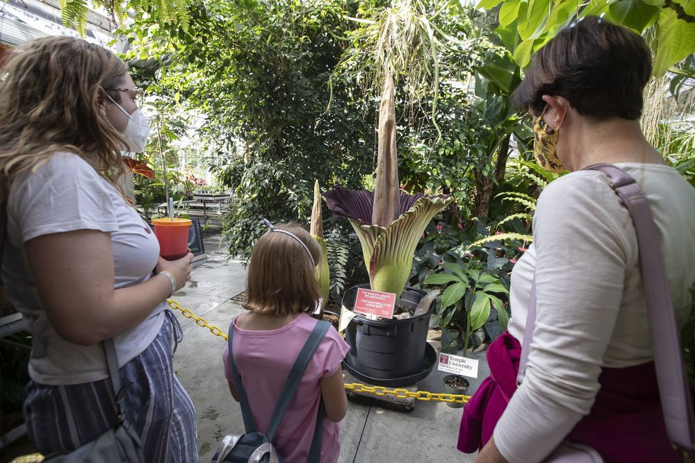 Viewing the Corpse Flowers