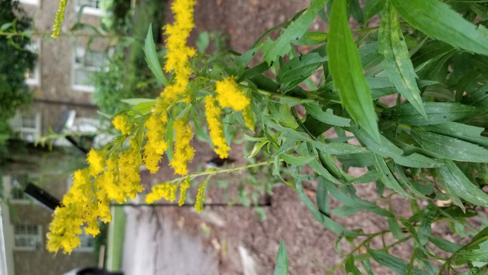 Solidago Herbivory Trial