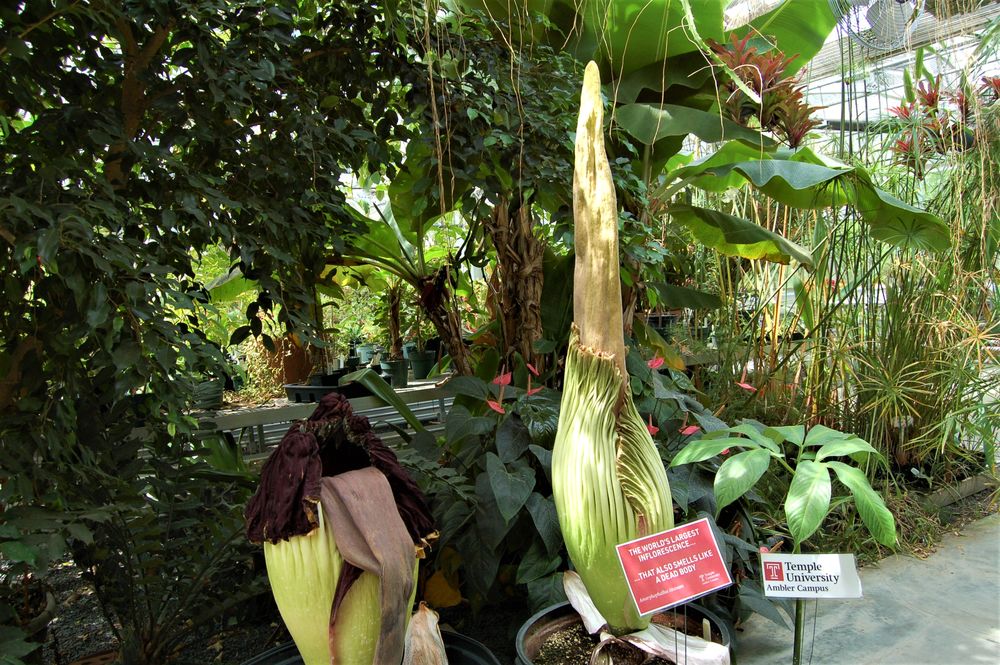 Corpse Flowers at Temple Ambler