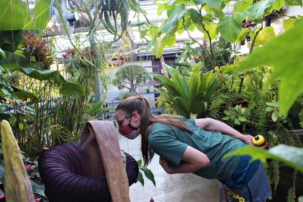 Smelling the corpse flower