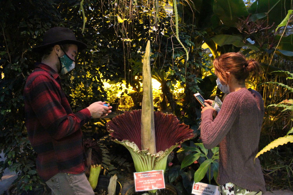 Viewing the corpse flowers