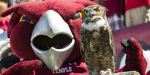 Hooter, the Temple Mascot, with Stella a real owl