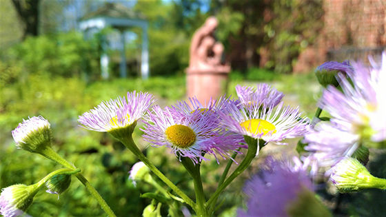 fleabane flowers