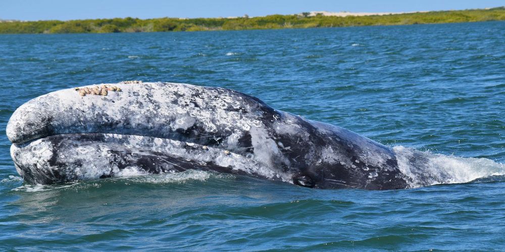 a Gray whale peeking out of the water