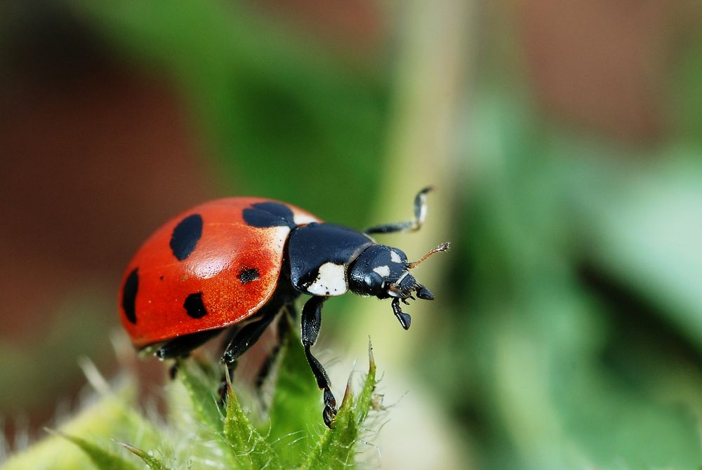 a closeup of a ladybug on a plant