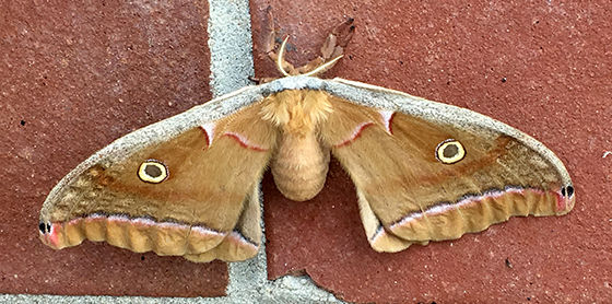 A moth on a wall