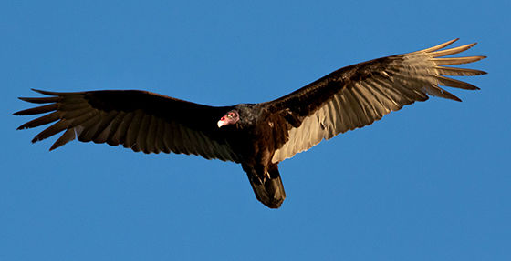 a turkey vulture in flight