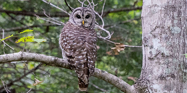An owl in a tree