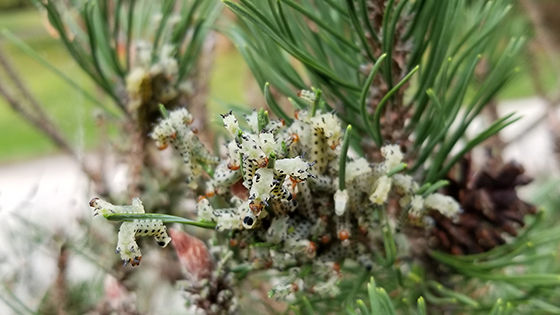 a cluster of sawflies