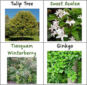 Tree Species Chart