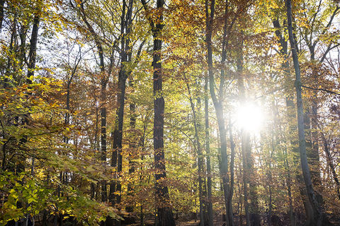 Trees in a forrest