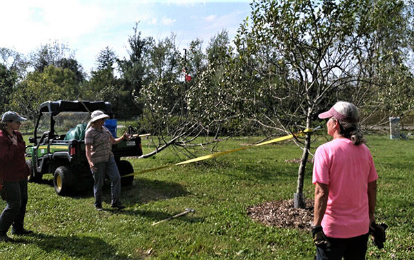 Volunteering in the Ambler Arboretum