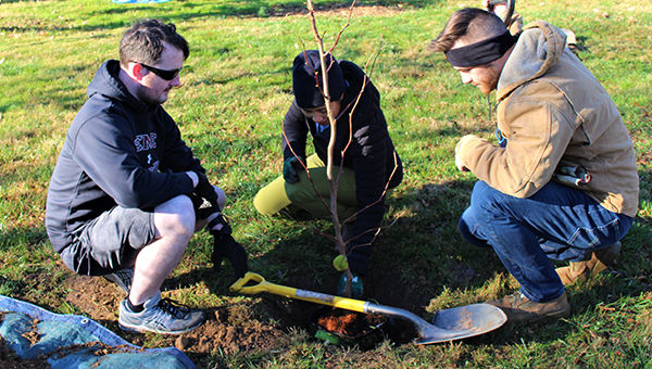 Volunteers plant new trees in the Ambler Arboretum